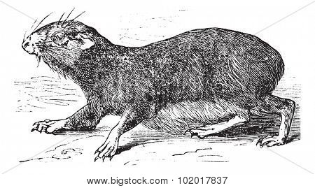 Kerodon rupestris or cavy vintage engraving. Old engraved illustration of Kerodan rupestris. Trousset encyclopedia.