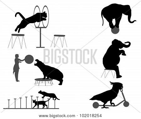 circus show