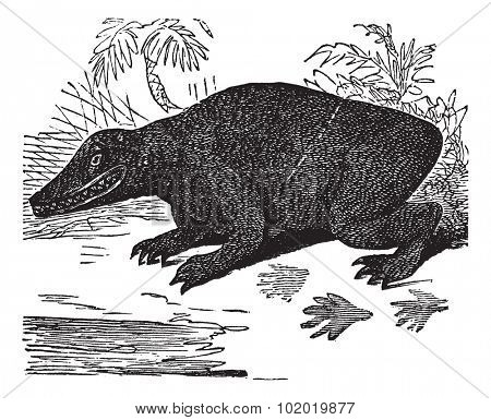Labyrinthodon restored or Crystal Palace Dinosaurs or Dinosaur Court vintage engraving. Old engraved illustration of Labyrinthodon.   Trousset encyclopedia (1886 - 1891).