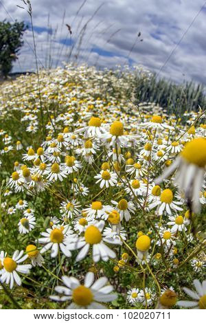 Chamomile plants, chamomile field