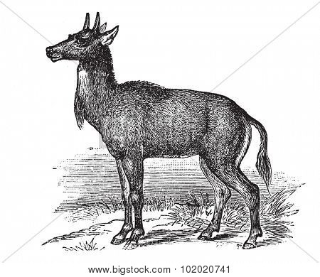 Nilgai or Nilgau or Boselaphus tragocamelus, vintage engraved illustration. Trousset encyclopedia (1886 - 1891).