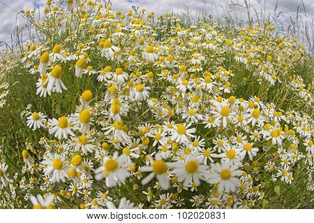 Chamomile plants, chamomile field