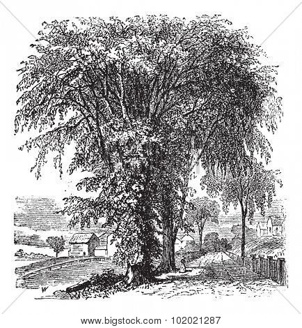 American elm or Ulmus Americana, vintage engraved illustration. Trousset encyclopedia (1886 - 1891).