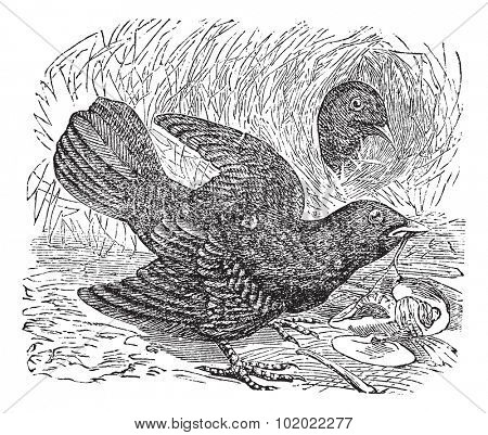 Satin Bowerbird or Ptilonorhynchus violaceus, vintage engraving. Old engraved illustration of  two Satin Bowerbird in the meadow. Trousset encyclopedia (1886 - 1891).