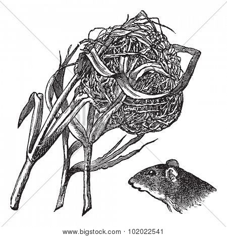 Nest and the head of harvest mouse, vintage engraving. Old engraved illustration of nest and the head of harvest mouse isolated on a white background. Trousset encyclopedia (1886 - 1891).