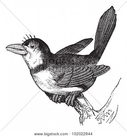 Puffbird (Bucco macrorhynchus), vintage engraved illustration. Trousset encyclopedia (1886 - 1891).
