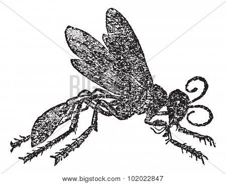 Sphex sabulosa, vintage engraving. Old engraved illustration of female Sphex sabulosa. Trousset encyclopedia (1886 - 1891).
