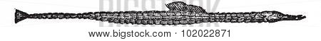 Syngnathus peckianus, vintage engraved illustration. Syngnathus peckianus on white. Trousset encyclopedia (1886 - 1891).