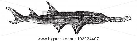 Saw common (Pristis antiquorum), vintage engraved illustration. Trousset encyclopedia (1886 - 1891).