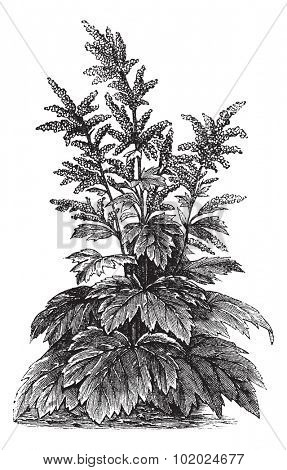 Rheum officinale, vintage engraving. Old engraved illustration of Rheum officinale. Trousset encyclopedia (1886 - 1891).