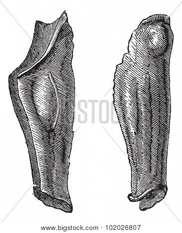Old engraved illustration of the armor leg of tin or flexible greaves. Industrial encyclopedia E.-O. Lami 1875.