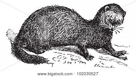 Polecat, vintage engraved illustration. Dictionary of words and things - Larive and Fleury - 1895.
