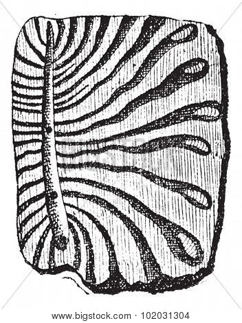 Beetle, tunnels excavated by bark beetles with larvae, vintage engraved illustration. Dictionary of words and things - Larive and Fleury - 1895.