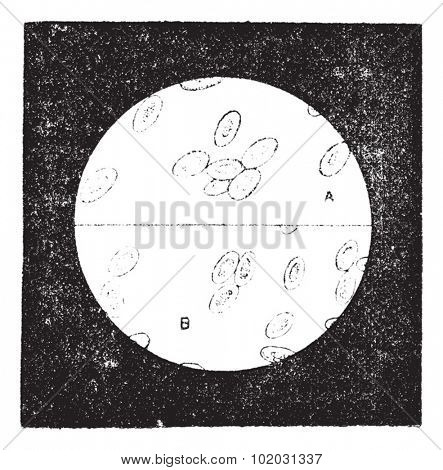 A. Blood cells of birds (18 to 19 thousandths of a millimeter). B. Camel blood cells (8 thousandths of a millimeter), vintage illustration. Dictionary of words and things - Larive and Fleury - 1895