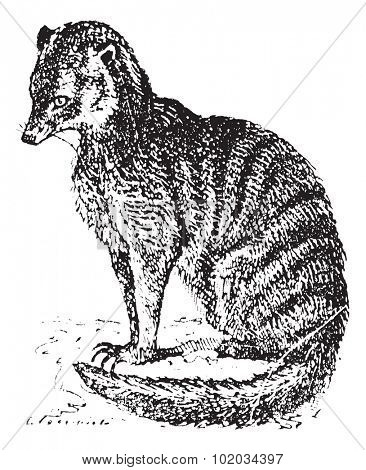 Meerkat or Suricate or Suricata suricatta, vintage engraved illustration. Dictionary of words and things - Larive and Fleury - 1895.
