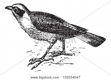 Wheatear, vintage engraved illustration. Dictionary of words and things - Larive and Fleury - 1895.