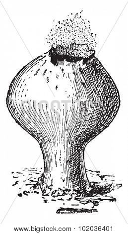 Lycoperdon, vintage engraved illustration. Dictionary of words and things - Larive and Fleury - 1895.