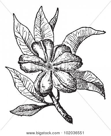 Cola or Cola sp., vintage engraved illustration. Dictionary of Words and Things - Larive and Fleury - 1895