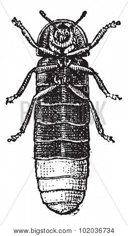 Glowworm or Lampyris noctiluca, vintage engraved illustration. Dictionary of Words and Things - Larive and Fleury - 1895