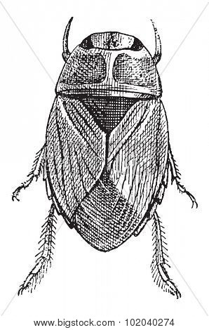 Creeping Water Bug or Naucoridae, vintage engraved illustration. Dictionary of Words and Things - Larive and Fleury - 1895