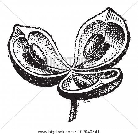 Valves, in Botany, vintage engraved illustration. Dictionary of Words and Things - Larive and Fleury - 1895