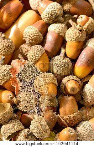 ripe acorns and leaf in basket