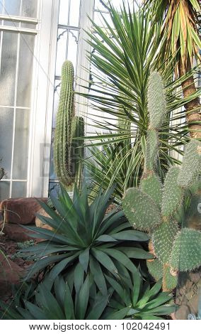Succulents in the greenhouse