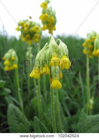 Spring flowers in dew