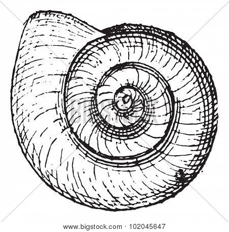 Planorbis, vintage engraved illustration. Dictionary of words and things - Larive and Fleury - 1895. 