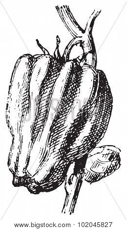 Pepper, vintage engraved illustration. Dictionary of words and things - Larive and Fleury - 1895.