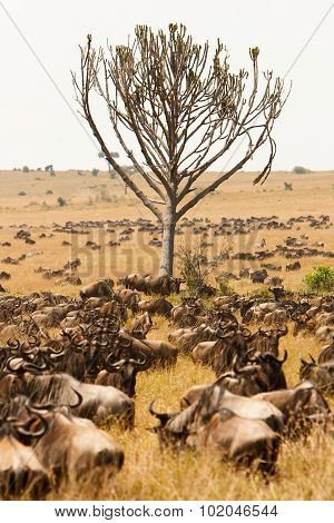 Herd Of Wildebeest Grazing Together In African Savanna