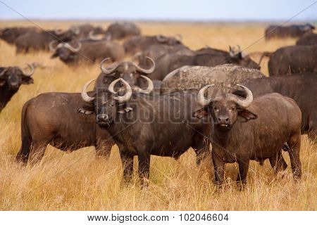 African Cape Buffaloes Grazing In African Savanna