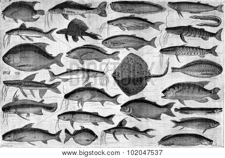 Fish of the Ucayali, vintage engraved illustration. Le Tour du Monde, Travel Journal, (1865).