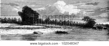 Woad, vintage engraved illustration. Le Tour du Monde, Travel Journal, (1872). 