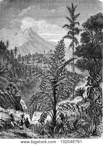 Palm caryotas, vintage engraved illustration. Le Tour du Monde, Travel Journal, (1872). 