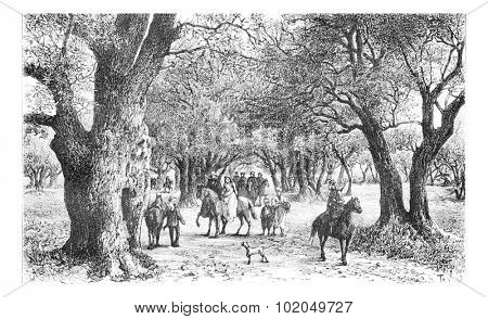 Olive Trees of Nablus in West Bank, Israel, vintage engraved illustration. Le Tour du Monde, Travel Journal, 1881