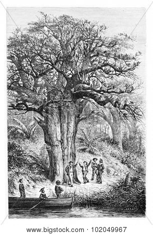 Monkeys in the garden of Jacintho Amoriz, drawing by De Bar based on a sketch by Serpa Pinto, vintage engraved illustration. Le Tour du Monde, Travel Journal, 1881