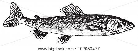 Umbrine fish, vintage engraved illustration. Dictionary of words and things - Larive and Fleury - 1895.