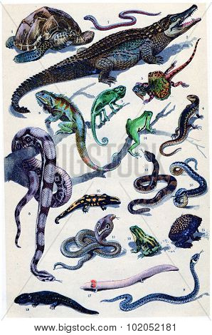 Amphibian and reptile, vintage engraved illustration. From La Vie dans la nature, 1890.