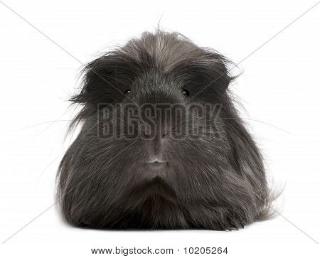 Peruana conejillo de Indias, Cavia Porcellus, mentira delante de fondo blanco
