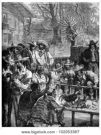 The red cock was under his opponent, vintage engraved illustration. Journal des Voyage, Travel Journal, (1880-81).