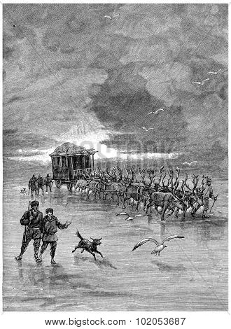 Reindeer were harnessed four by four, vintage engraved illustration. Jules Verne Cesar Cascabel, 1890.