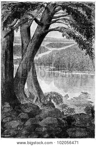 Landscape of the Triassic era, vintage engraved illustration. Earth before man  1886.