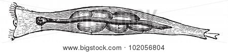 Rotifer or wheel animals, vintage engraved illustration. Natural History of Animals, 1880.
