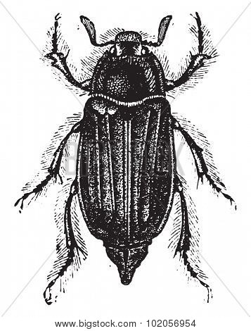 Chafer, vintage engraved illustration. Natural History of Animals, 1880.