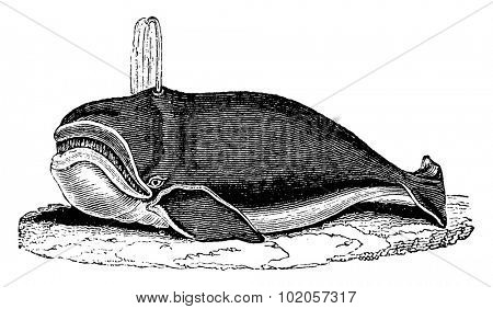 Whale, vintage engraved illustration. Natural History of Animals, 1880.