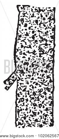 Granular degeneration of a muscle-fiber, last stage, nearly fatty, vintage engraved illustration.