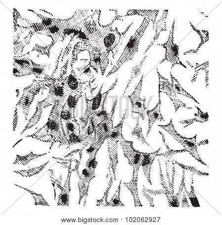 Myxoma, vintage engraved illustration. 