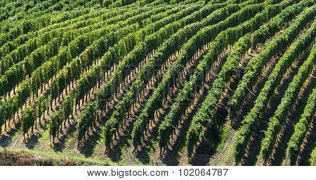 Vineyards In Oltrepo Pavese (italy)