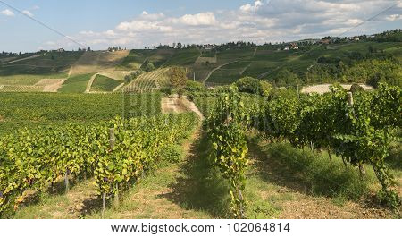 Vineyards In Oltrepo Pavese (italy)
